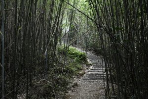 重返樟之細路：薑麻園。出關古道