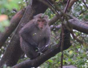 【動物】愛牠？害牠？餵食臺灣獼猴的省思