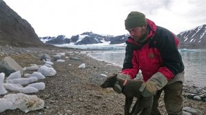 【新聞】小北極狐從挪威走到加拿大 76天跋涉3506公里破紀錄
