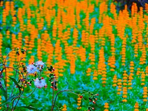 迎春賞花步道：貓空魯冰花海