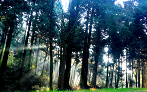 腳踝扭傷後的訓練指南