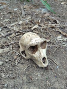 大棟山系南段 水利古道西口 上 竹高崙山 連走 鳥子嶺 坑仔內山 大崖山 下 龍目井農場
