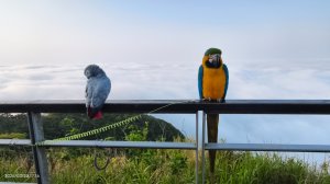 #觀音山 #雲瀑 #雲海 #夕陽 #琉璃光 3/22