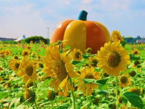 ［大佳河濱公園］［向日葵］