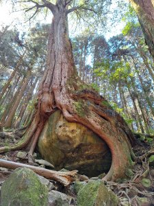 二萬坪山+屏遮那山+二萬坪神木區