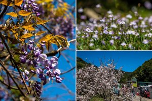 【台北士林】春意無限晴方好．百花盛開展舒眉