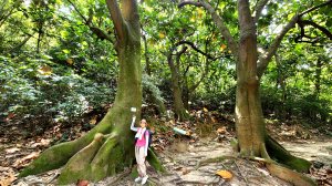 新竹高峰植物園，青草湖環湖步道