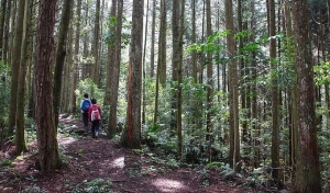 油羅山