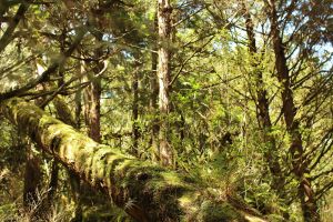 太平山檜木原始林步道