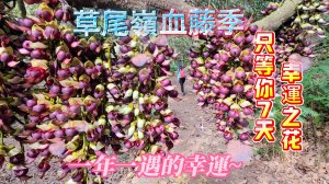 【草尾嶺步道】隱藏山林的紅寶石-7日幸運花~血藤!錯過再等一年