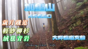 【加里山浪漫鐵道】大坪支線-霧中遺忘的軌跡~柳杉、雲霧、鐵道、岩石、青苔交織成一幅靜止的畫卷