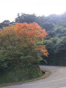 東眼山--紅楓綠柳杉