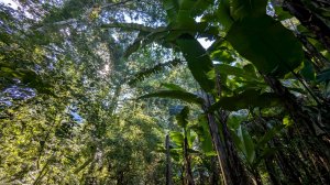 鳳凰山步道（溪頭）