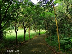 【彰化。二水】台灣百大必訪步道。 坑內坑森林步道