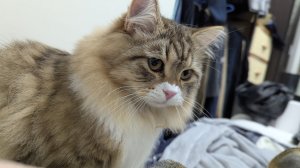 燐火幽冥的頭像