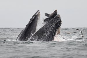 【新聞】海獅險遭座頭鯨大口吞 27歲攝影師拍下驚險瞬間