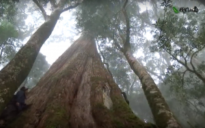 【山林】巨木森林的攝影進擊
