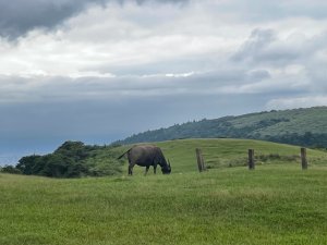 擎天崗環形步道