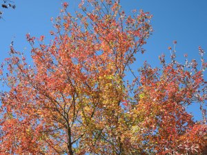 賞紅楓‧觀雲海‧登玉山前峰-塔塔加超值二日遊