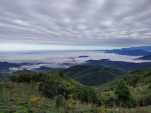 浪漫行∥大崙山觀光茶園，銀杏森林，順登樟空倫山