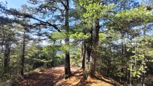 小雪山防火巷小雪山林道O形初體驗