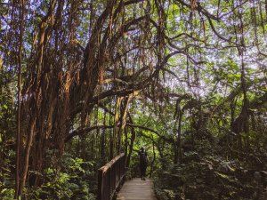【壽山國家自然公園】柴山步道