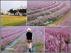 2019桃園仙草花節。紫色浪漫席捲楊梅。陰雨天也是無敵美