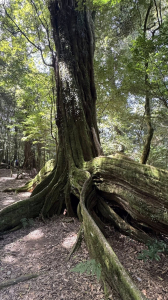 再訪雪見大板根