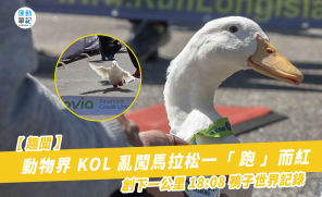 【趣聞】動物界 KOL 亂闖馬拉松一「 跑 」而紅   創下一公里 18:08 鴨子世界記錄