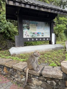 登仙橋賞猴