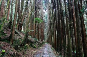 【中廣新聞網】來去趴趴走－森林步道