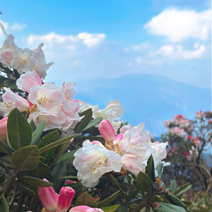 Peggy的頭像