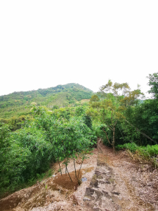 政大後山步道-樟湖山-樟山寺-救千宮步道-阿泉坑山