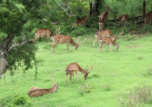【生態新聞】超出環境承載量…墾丁梅花鹿過多 墾管處首辦獵人訓練課程捕捉圈養