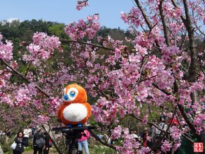 橫嶺古道&花鐘春天賞櫻