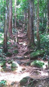 20190713北得拉曼山神木一日遊