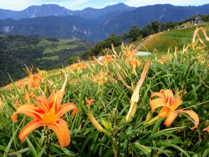 台東, 太麻里賞金針花, 順撿小百岳太麻里山