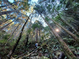 【台中和平】悠美林相。 橫嶺山登山步道