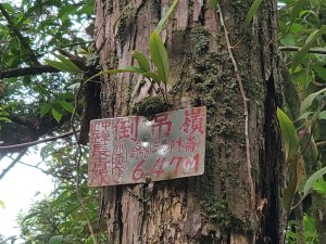 天佛禪寺＞倒吊嶺＞倒吊蓮山