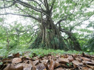 【活動資訊】兒童節清明連假，12歲以下兒童進入林務局國家森林遊樂區免費！