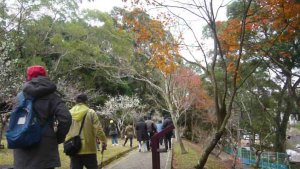 「角板尋梅」為桃園八景之一～角板山公園