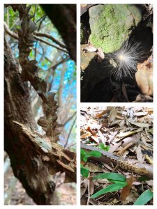 萬中瀑布-瑪鍊山-大路嶺古道-村長古厝-金剛岩-獅頭瀑布