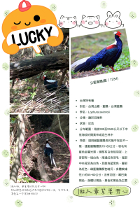 收集小百岳-溪州山巧遇藍腹鷴