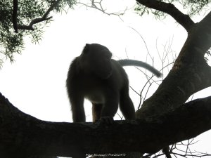 《雲林》坪頂猴族｜龍過脈森林步道