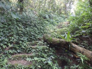 大崎嶺步道(尾寮古道南北段)、阿柔洋山O型走