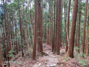 【谷關七雄】八仙山主峰步道