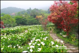 竹子湖海芋季