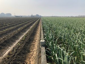 雲林縣台西鄉、四湖鄉、東勢鄉三等三角點平地基石。火燒牛稠、糠榔腳、頂箔子、牛埔頭