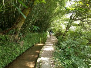 《狗殷勤古道：綠意盎然的樹蔭、潺潺流水的古圳》炎炎夏日首選