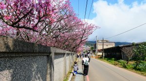 平菁街櫻花